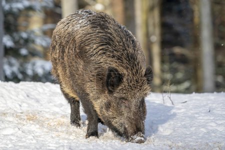 Photo for Wild boars on winter forest on snow - Royalty Free Image