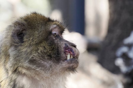 Téléchargez les photos : Cute Barbary macaque ape monkey , Ifrane national park, Morocco. - en image libre de droit