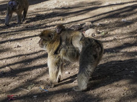 Téléchargez les photos : Cute Barbary macaque ape monkey , Ifrane national park, Morocco. - en image libre de droit