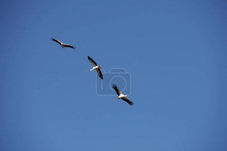 Téléchargez les photos : Wild Storks in Ifrane, swiss style village Morocco - en image libre de droit