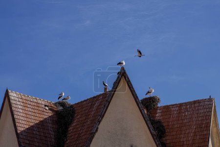 Téléchargez les photos : Wild Storks in Ifrane, swiss style village Morocco - en image libre de droit