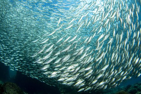 inside a giant sardines school of fish bait ball while diving cortez sea