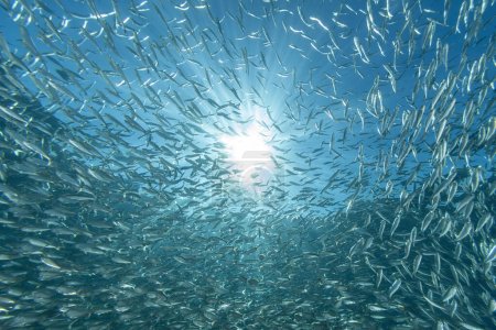 Foto de Inside a giant sardines school of fish bait ball while diving cortez sea - Imagen libre de derechos