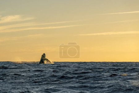 humpback whale lauches into breach at sunset
