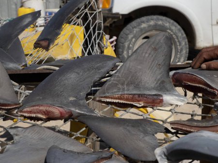 Foto de Muchas aletas de tiburón cortadas se secaron bajo el sol caliente en el pueblo de pescadores - Imagen libre de derechos