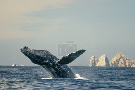 Photo for Humpback whale breaching in cabo san lucas baja california sur mexico pacific ocean jumping out of the sea - Royalty Free Image