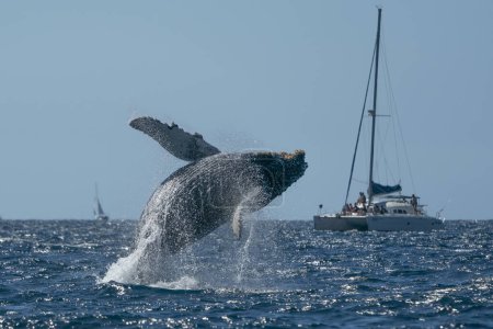 Photo for Humpback whale breaching in cabo san lucas baja california sur mexico pacific ocean jumping out of the sea - Royalty Free Image