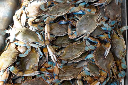 Frische lebende Krabben auf einem Fischmarkt in Washington, DC