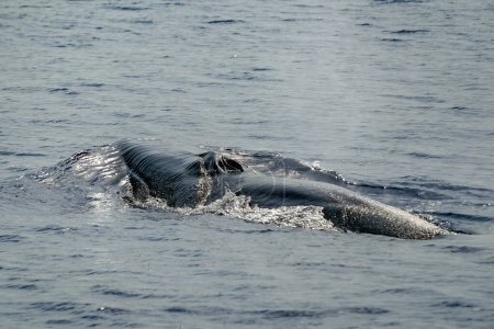 A Fin Whale Balaenoptera physalus endangered rare to see in Mediterranean sea