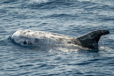 Photo for Male Risso's Dolphin - (Grampus griseus) - Royalty Free Image