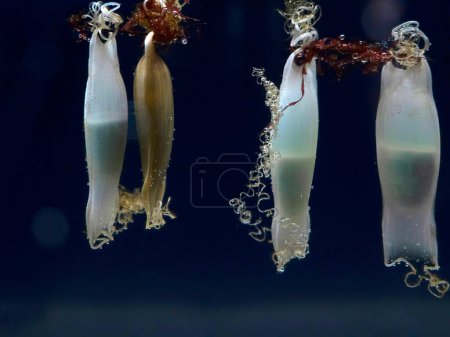 Téléchargez les photos : Œufs de requin-chien suspendus aux gorgones rouges détail de près - en image libre de droit