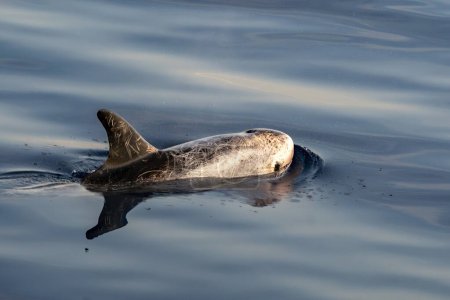 Téléchargez les photos : Dauphin de Risso - Grampus griseus dans la mer Méditerranée au coucher du soleil - en image libre de droit
