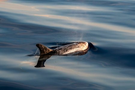 Téléchargez les photos : Dauphin de Risso - Grampus griseus dans la mer Méditerranée au coucher du soleil - en image libre de droit