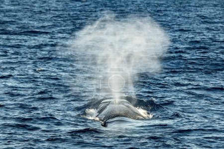 Foto de Una ballena aleta respirando en la superficie del mar en el mar mediterráneo - Imagen libre de derechos