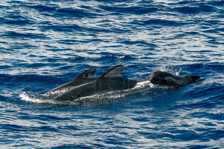 Foto de Ballenas piloto madre y ternera en el mar Mediterráneo de liguria ultra raro ver gira de avistamiento de ballenas - Imagen libre de derechos