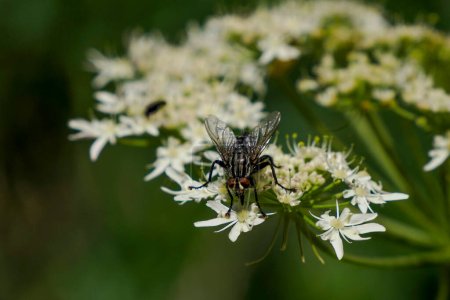 Téléchargez les photos : Fly Bouteille verte se nourrissant d'une fleur blanche - en image libre de droit