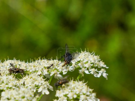 Téléchargez les photos : Fly Bouteille verte se nourrissant d'une fleur blanche - en image libre de droit