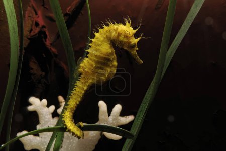 Photo for A Long-snouted seahorse (Hippocampus guttulatus) in Adriatic sea, Croatia - Royalty Free Image