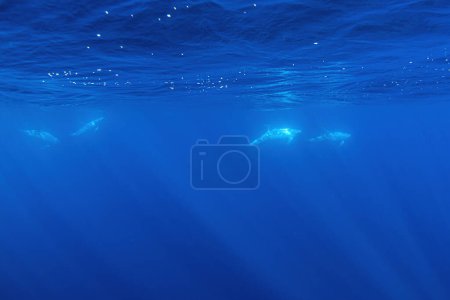 Téléchargez les photos : Gousse de dauphin risso sous-marin dans l'océan bleu profond - en image libre de droit