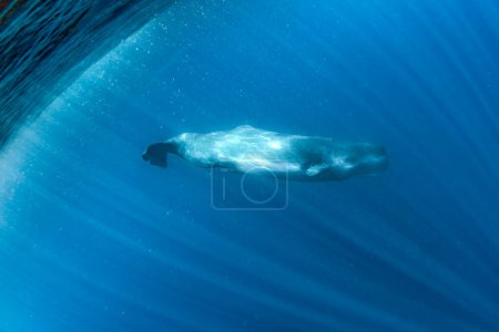 A sperm whale underwater in the ocean