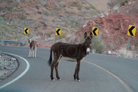 Foto de Un burro en la carretera de la paz a Loreto panorama Baja California Sur Rocas vista del paisaje del desierto - Imagen libre de derechos