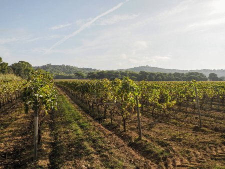 Téléchargez les photos : Vignobles domaine viticole à porquerolles île france, panorama paysage - en image libre de droit