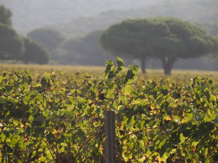 Téléchargez les photos : Vignobles domaine viticole à porquerolles île france, panorama paysage - en image libre de droit