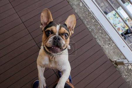 Téléchargez les photos : Bouledogue français sautant vers vous chien - en image libre de droit