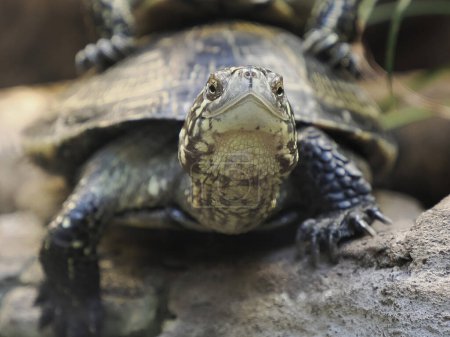 Foto de Una tortuga de estanque europea de cerca retrato - Imagen libre de derechos