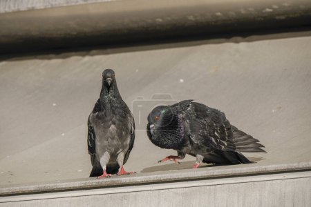 Dos palomas arrullando y el macho cortejando a la hembra