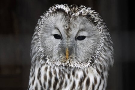 An Ural owl Strix uralensis close up portrait