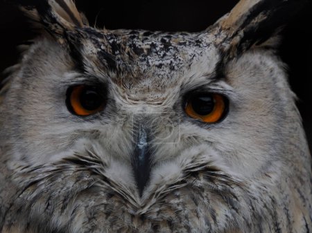 A western Siberian eagle owl Bubo sibiricus close up portrait