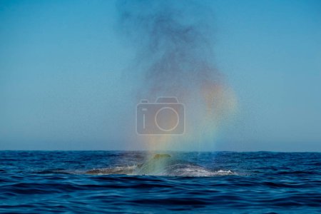 Ein Buckelwal bläst einen Regenbogen nach einem Einbruch in Todos Santos Mexiko, Baja California Sur