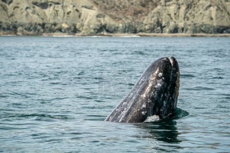 A Spy hopping grey whale in san ignacio lagoon puerto chale maarguerite island baja california sur mexico
