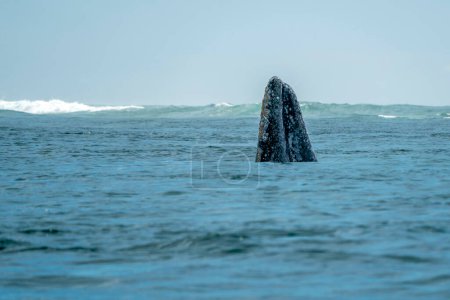 Un espion sautillant baleine grise à san ignacio lagon puerto chale maarguerite île baja californie sur mexico
