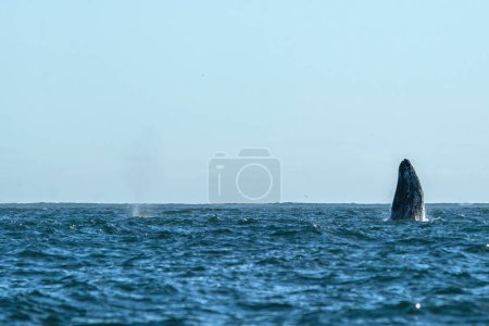 A breaching grey whale in san ignacio lagoon puerto chale maarguerite island baja california sur mexico