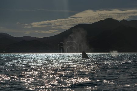 Ein Spion, der bei Sonnenuntergang Grauwal in San Ignacio Lagune puerto chale Maarguerite Insel baja california sur Mexico hüpft