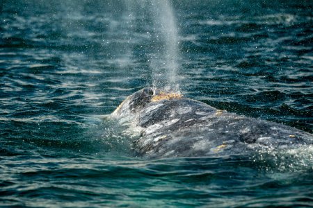 Una ballena gris en laguna de san ignacio puerto chale maarguerite island baja california sur mexico