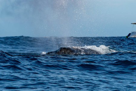 Photo for An humpback whale coming to you in cabo san lucas whale watching - Royalty Free Image