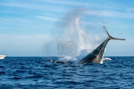 Photo for Humpback whale tail slapping in cabo san lucas mexico - Royalty Free Image