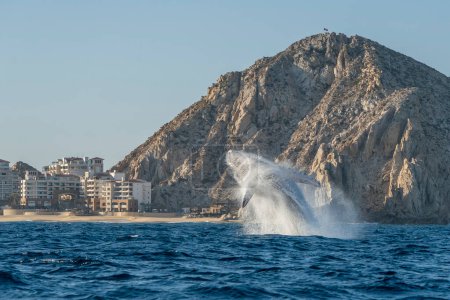 Photo for Humpback whale breaching in cabo san lucas mexico - Royalty Free Image
