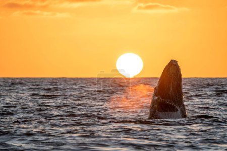 sunset view humpback whale breaching in cabo san lucas pacific ocean mexico
