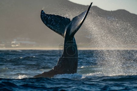 Photo for Humpback whale tail slapping in cabo san lucas mexico - Royalty Free Image