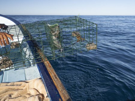 Foto de Pesca con olla de langosta en México desde el barco - Imagen libre de derechos