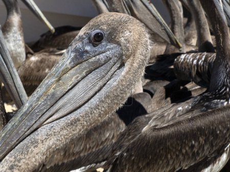 portrait of pelicans in baja california sur mexico, magdalena bay