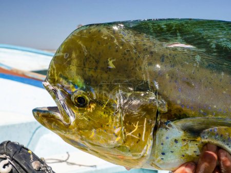 A Mexican Fisherman holding big Mahi Mahi / Dorado fish baja california sur