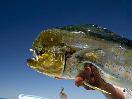 A Mexican Fisherman holding big Mahi Mahi / Dorado fish baja california sur