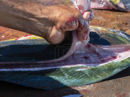 Ein Mahi Mahi / Dorado Fisch auf dem Putztisch eines Fischers in Mexiko baja california sur
