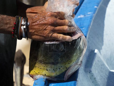 A Mahi Mahi / Dorado fish on fisherman cleaning table in mexico baja california sur