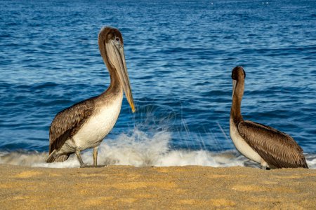 Many pelicans and cormorant and birds colony in baja california sur mexico, magdalena bay